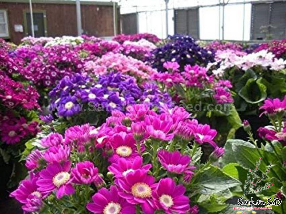 cineraria pericallis