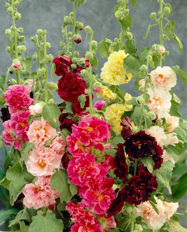 hollyhock