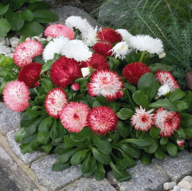 english daisy   bellis
