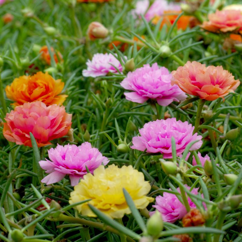 moss rose   portulaca   succulent