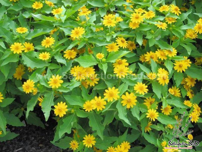 melampodium