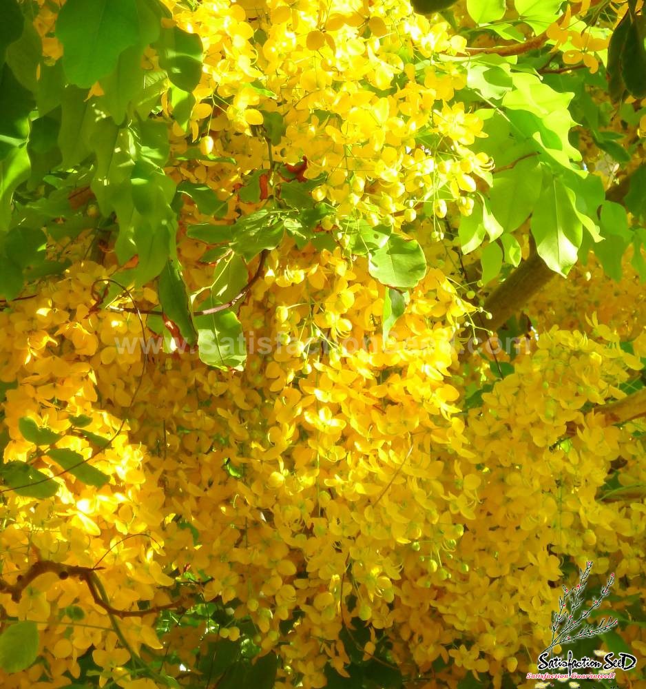 golden shower flowering tree