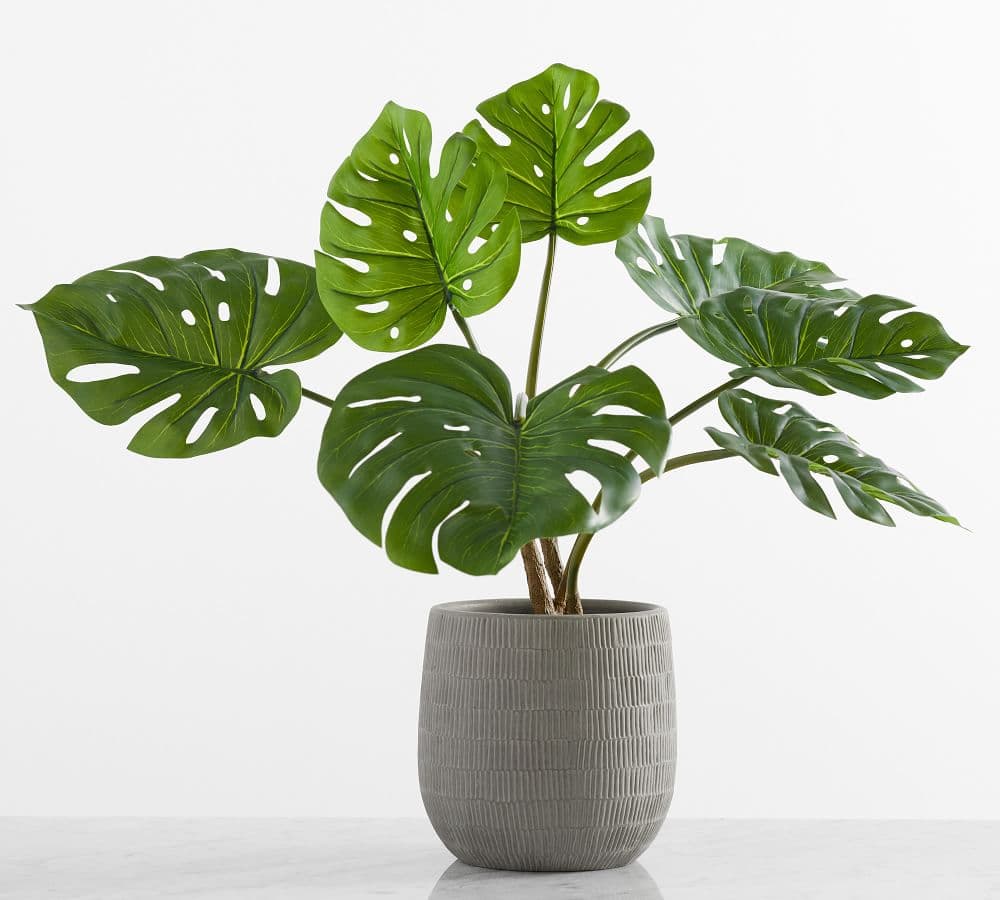 monstera