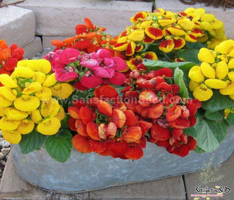 calceolaria slipper flower