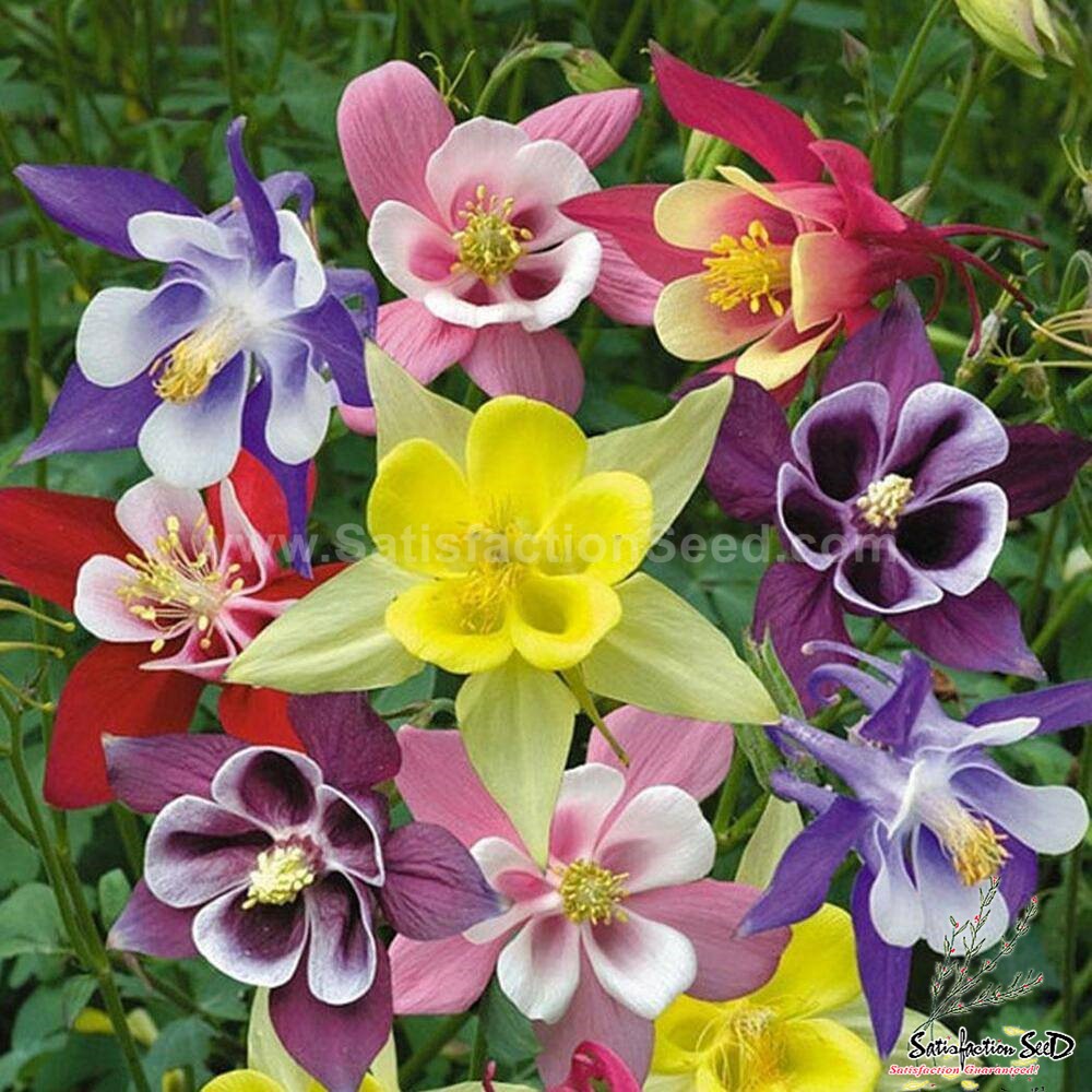 columbine