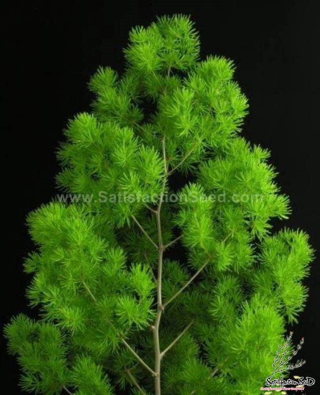 asparagus fern