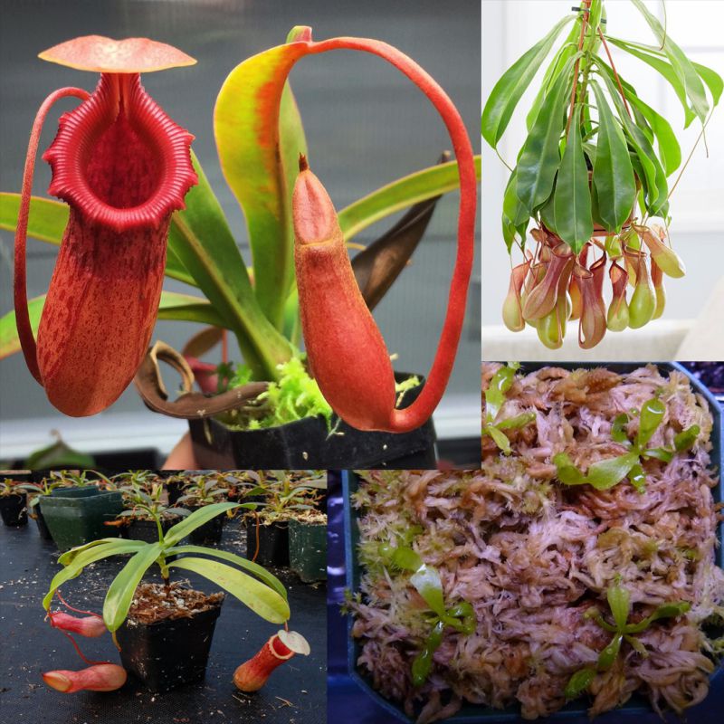 canivorous plant