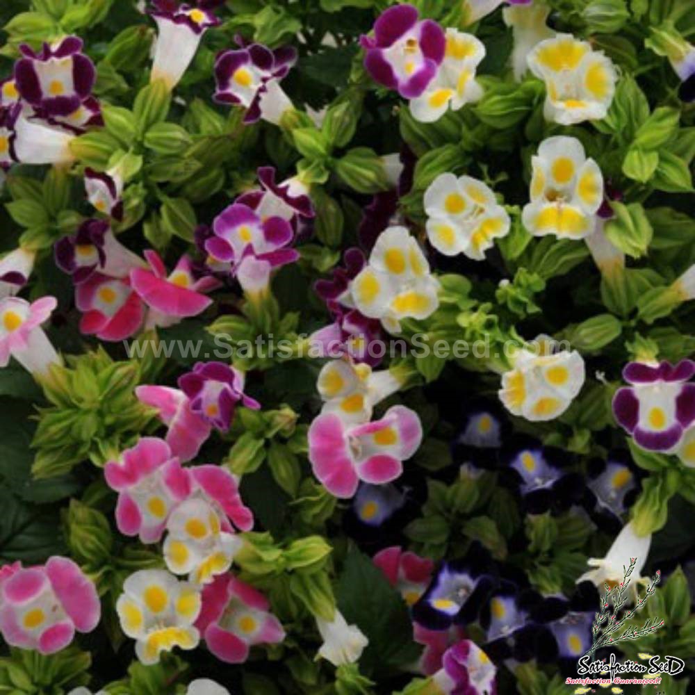 torenia