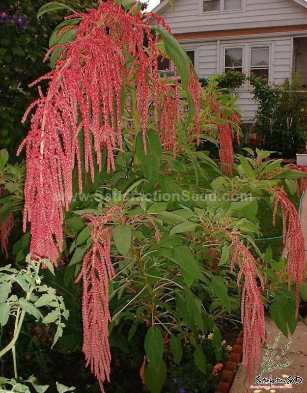 amaranth tassel