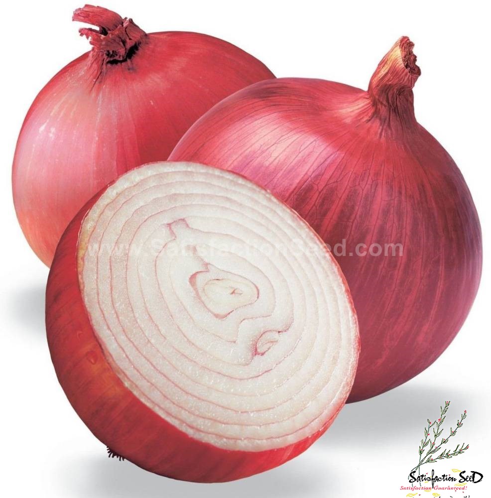onion bunching onion