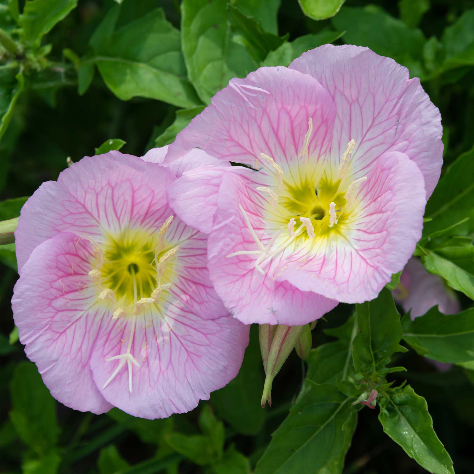 evening primrose