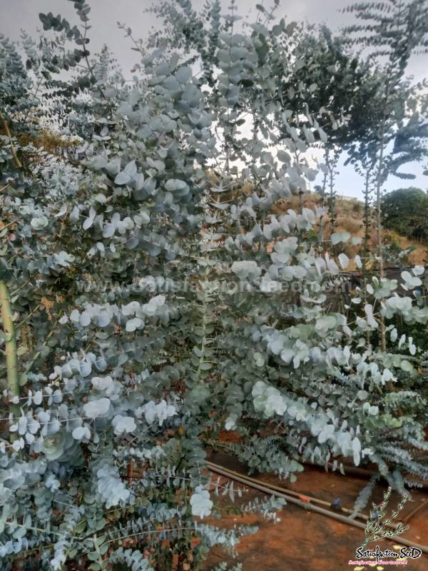 eucalyptus