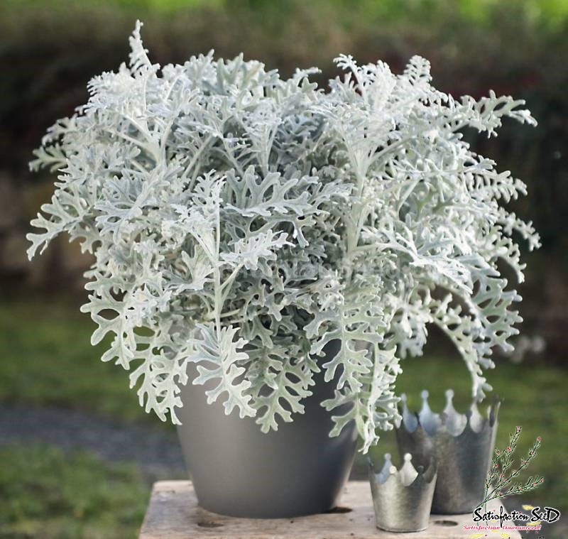 cineraria maritima silver dust