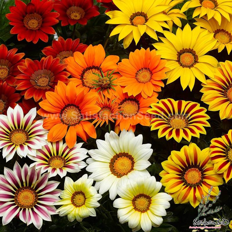 gazania
