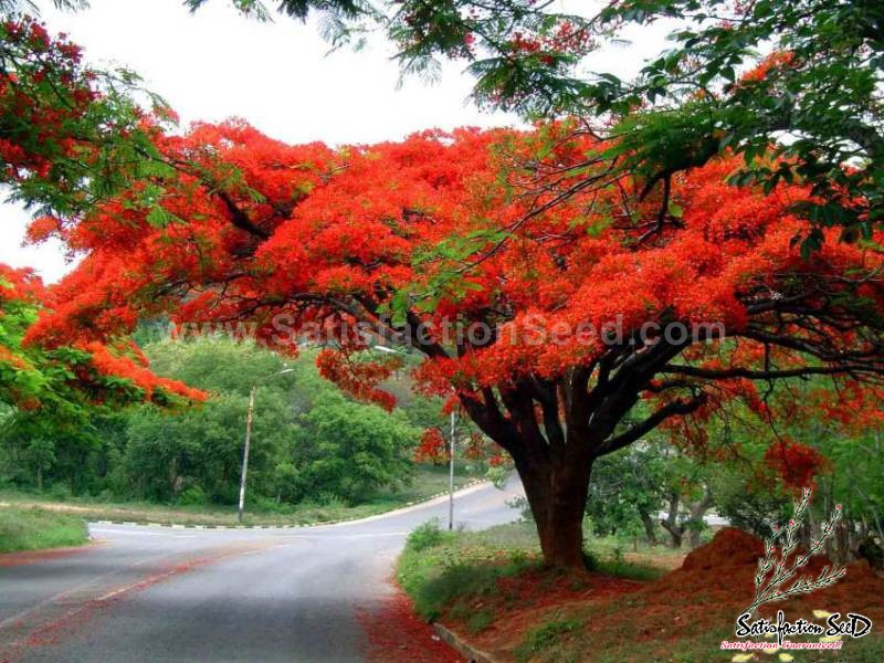 delonix regia flame tree