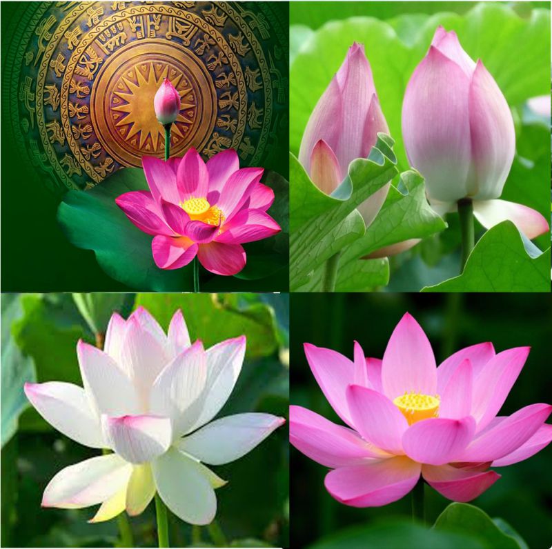 lotus