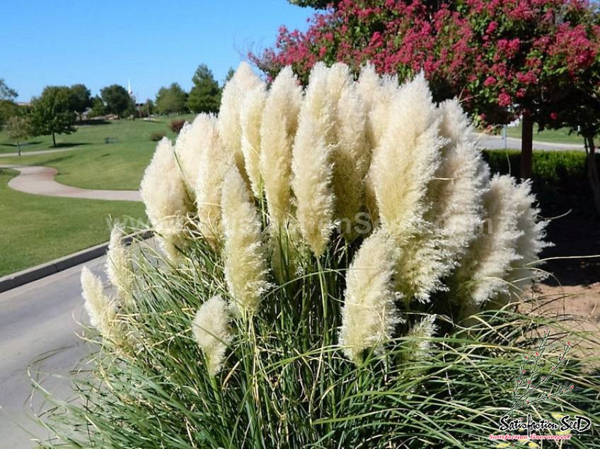 ornamental grass