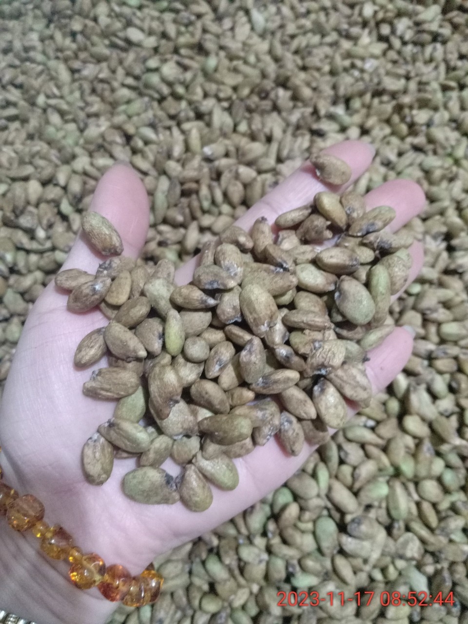 Dry Monstera Deliciosa Seeds