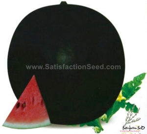 12kg f1 watermelon seeds