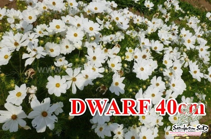 40cm dwarf white cosmos seeds