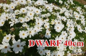 40cm dwarf white cosmos seeds