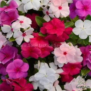 40cm tall mix vinca periwinkle seeds