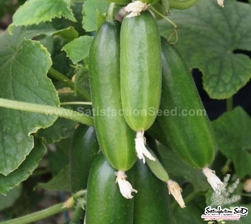 5 fruit cluster russian cucumber seeds