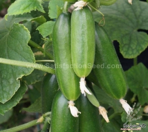 5 fruit cluster russian cucumber seeds