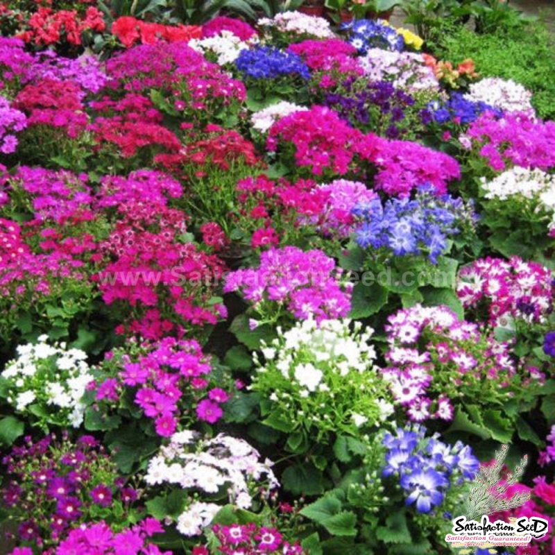 50cm mix cineraria seeds