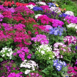 50cm mix cineraria seeds