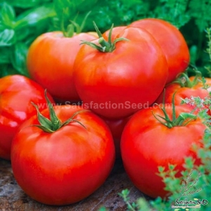 ace 55 tomato seeds