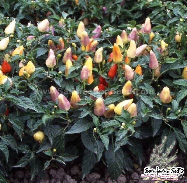 aladdin five color hot pepper seeds