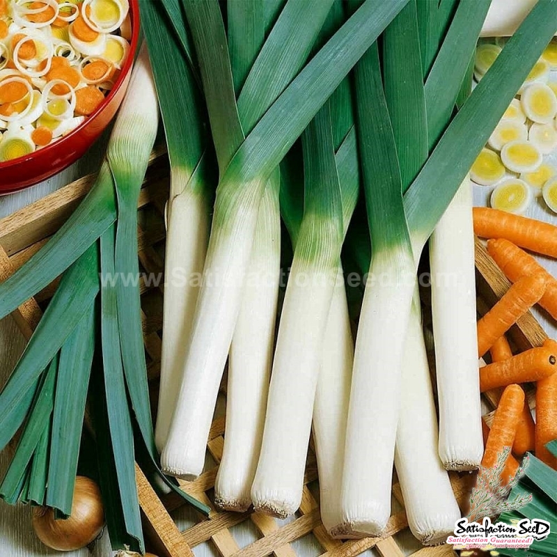 american flag leek seeds