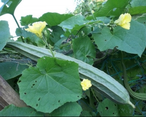 angled sponge gourd seeds