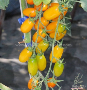 ari f1 cherry tomato seeds