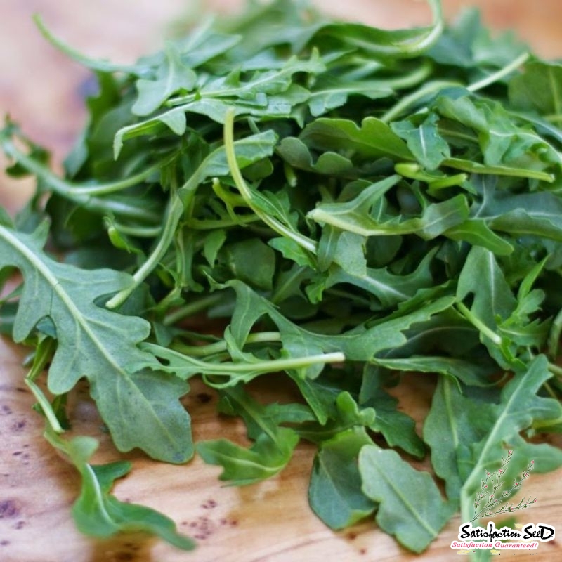 arugula seeds