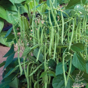 asian heirloom bush bean seeds