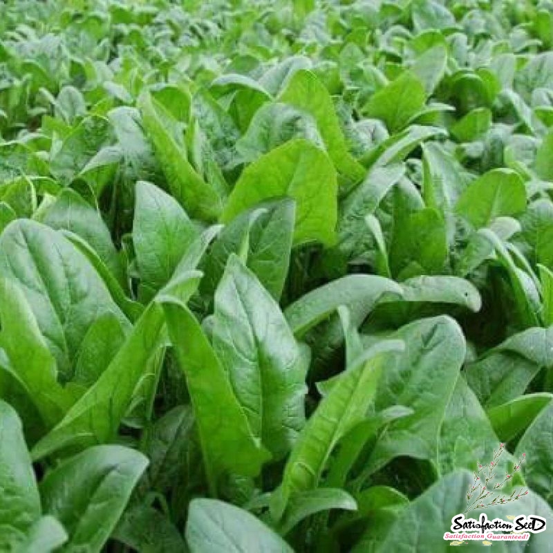 asian sunny spinach seeds