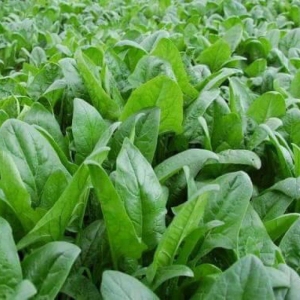 asian sunny spinach seeds