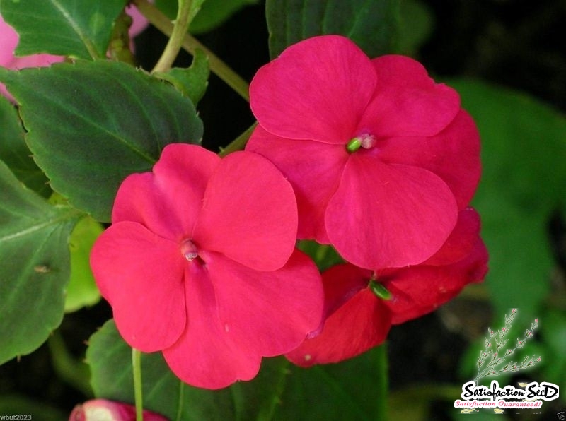 baby carmine impatiens seeds