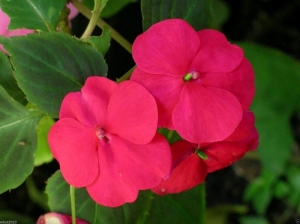 baby carmine impatiens seeds