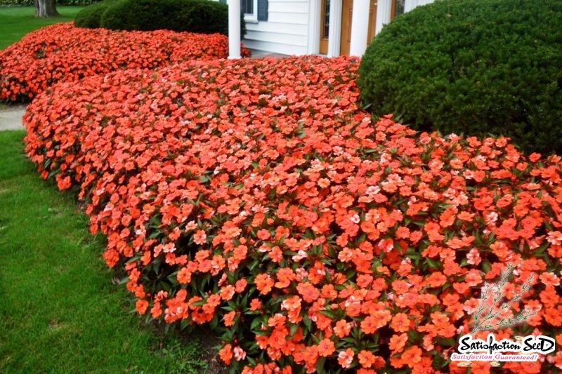 baby orange impatiens seeds