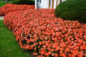 baby orange impatiens seeds