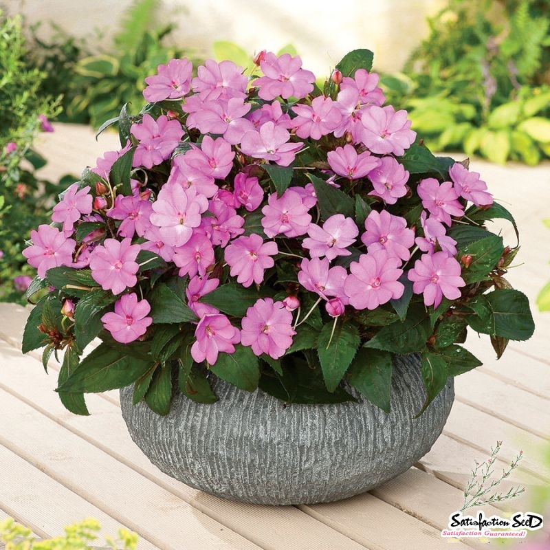 baby pink impatiens seeds