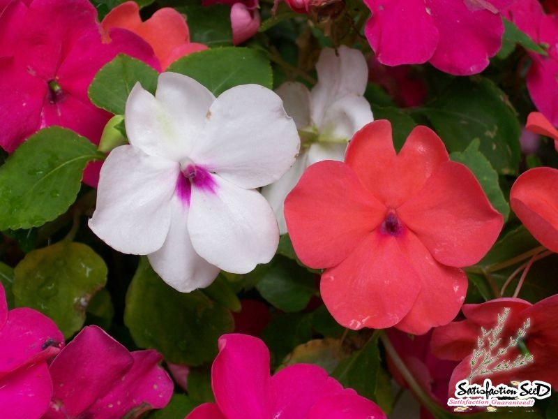 baby red white mix impatiens seeds