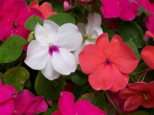 baby red white mix impatiens seeds