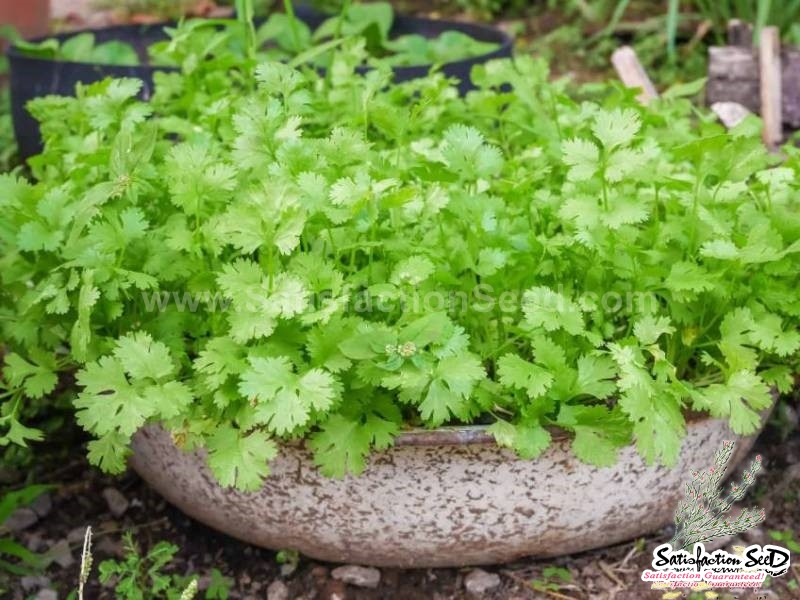 baclieu flavorful coriander seeds