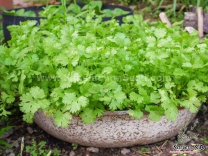 baclieu flavorful coriander seeds