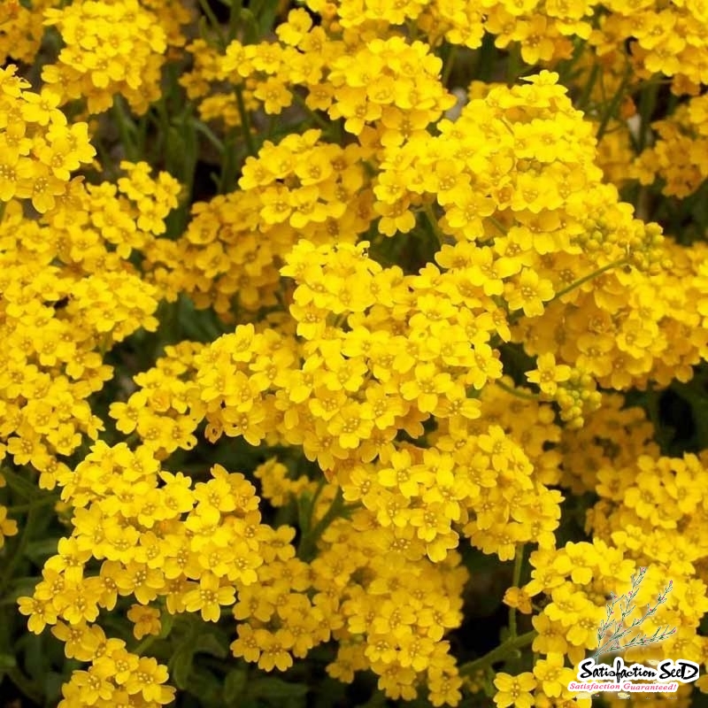 basket of gold alyssum seeds