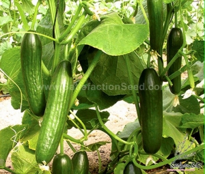 beit alpha cucumber seeds